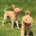 Lisa Nottingham - Instagram Profile Picture of Lisa Nottingham (@scoobydoobydogwalking) on Instagram