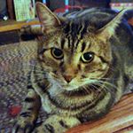 Profile Picture of dennis forcino (@denny_l_forcino) on Instagram