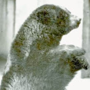 Profile Picture of Pooh Bear (@poohbear7166) on Youtube