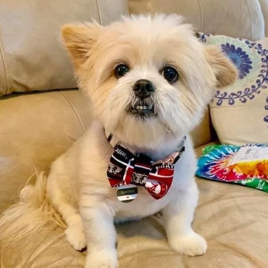 Profile Picture of Bentley Blocker (@bentleybug1) on Tiktok