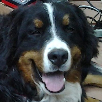Profile Picture of Christopher Heiny (@MercallisDad) on Twitter