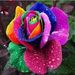 Profile Picture of Rose-Lucie Charpentier (@roseluciec) on Pinterest