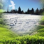 Profile Picture of Nancy Legaspi (@nancy.legaspi.9) on Instagram