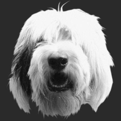 Profile Picture of Nelson&LosFilisteos (@NelsonFilisteos) on Twitter