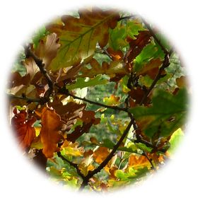Profile Picture of Steve Caldwell (@copperfold) on Pinterest