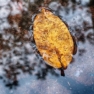 Profile Picture of Richard Luong (@RichardLuong99) on Twitter