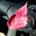 Profile Picture of Rose Gorrell (@rosegorrell) on Pinterest