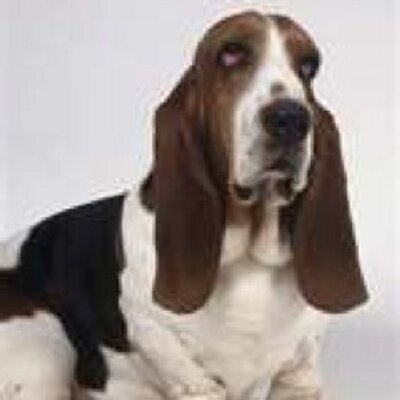 Profile Picture of Darren Shaver (@DarrenGlock19) on Twitter