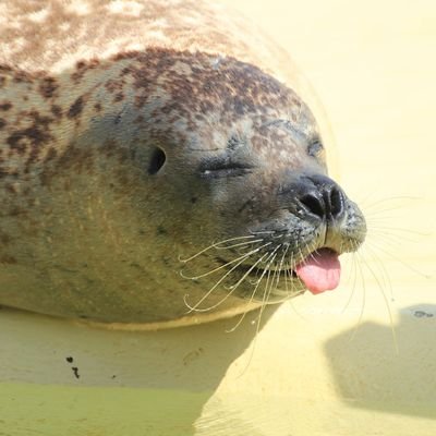 Profile Picture of Chewy The Seal (@ChewytheSeal) on Twitter