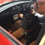 Profile Picture of Stephen Savidge (@savidgestephen) on Instagram