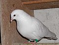 Profile Picture of Cumuleton Wikipedia
