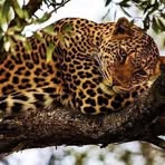 Profile Picture of Chris Safaries (@chris.safaries) on Facebook