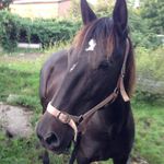 Profile Picture of Danielle🐴Irish Horse🇮🇪 (@dreamhorse_dani_) on Instagram