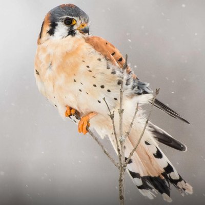 Profile Picture of Dan Fallon (@_Dan_Fallon_) on Twitter