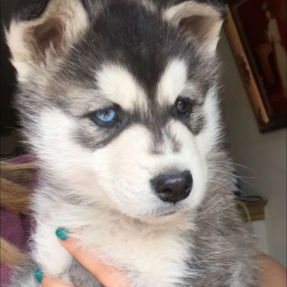 Profile Picture of Polet Alderete (@poletalderete) on Poshmark