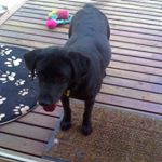 Profile Picture of Iris Webster (@iris.the.lab) on Instagram