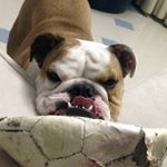 Profile Picture of Ralph Sebastian Tavares (@ralph._dog) on Instagram