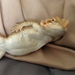 Profile Picture of Johnny (@johnny_vargo) on Instagram