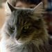 Profile Picture of Mark Amirault (@amirault0159) on Pinterest