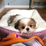 Profile Picture of Jenessa Grant-Moskos (@nuggetnnoodles) on Instagram