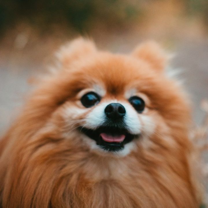 Profile Picture of   Can YOU help me get to 500... (@jessethepompom) on Tiktok