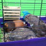 Profile Picture of 🐹Cinnamon & Reese🐹 (@cinncinn_reese) on Instagram
