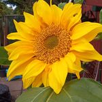 Profile Picture of Sandy Fields (@sandy.fields.509) on Instagram