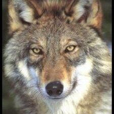 Profile Picture of Steven Hinshaw (@Stevenhinshaw5) on Twitter