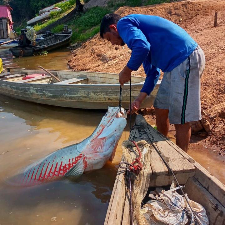 Profile Picture of Rogério Ribeiro (@rogerio_ribeiro1) on Tiktok