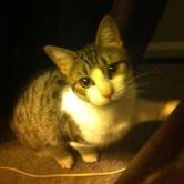 Laurie Fritzinger DeAngelo - Pinterest Profile Picture of Laurie Fritzinger DeAngelo (@luv2dance67) on Pinterest