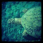 Profile Picture of Cindy Baker (@honugirl73) on Instagram