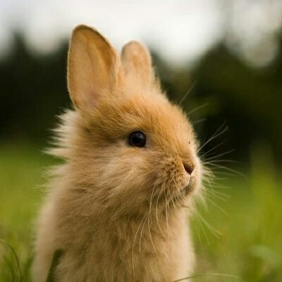 Profile Picture of Karl William Ancheta (@Aelinnoie) on Twitter