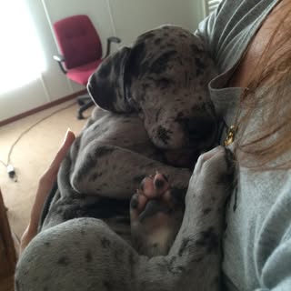 Profile Picture of Dawn Fenton (@fenton_dawn) on Instagram