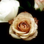 Profile Picture of Rebecca Hansen (@ofheartandhome) on Instagram