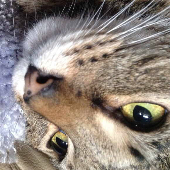 Profile Picture of Nancy Hedges (@labreeze) on Poshmark