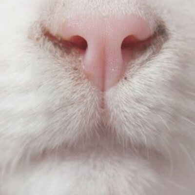 Profile Picture of Cassandra Cooper (@CoopDaniels) on Twitter