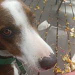 Profile Picture of Robert Forster (@manbythenameofdusty) on Instagram