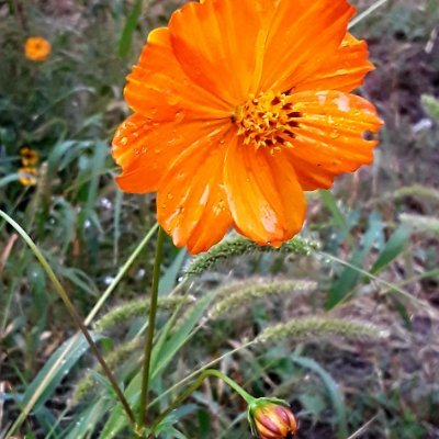 Profile Picture of Colleen P. Carlos (@ColleenPCarlos1) on Twitter