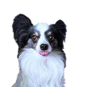 Profile Picture of Michael Lieberman (@michaellieberman834) on Youtube