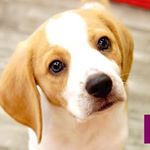 Profile Picture of Max 🎾 (@maxlemonbeagle) on Instagram