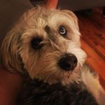Profile Picture of Brent Grimm (@blgsworld) on Instagram