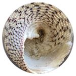 Profile Picture of Mauricio Menjivar (@alurephoto) on Instagram