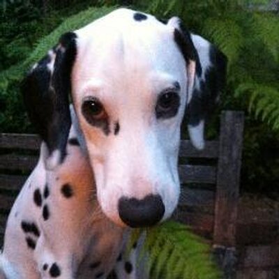 Profile Picture of Darren Pearce (@DSPearce) on Twitter
