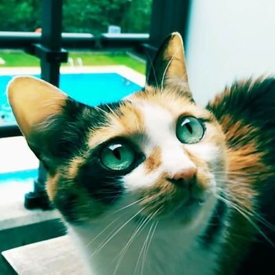 Profile Picture of Remeza (@Remeza6) on Twitter