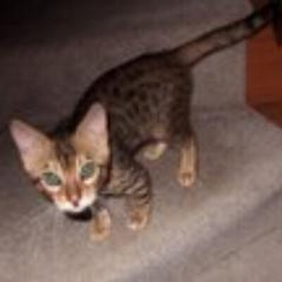 Profile Picture of Alex Landsmanon Twitter