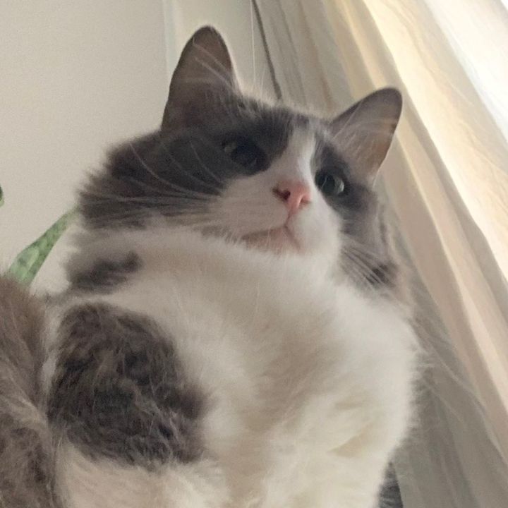 Profile Picture of Limón el gato (@rochiylimon) on Tiktok