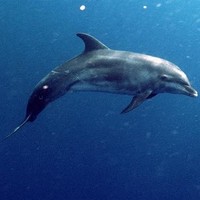 Profile Picture of Bogdan Evanzo (@bogdan-evanzo) on Quora