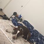 Profile Picture of Athena Allen (@doggoe_athena) on Instagram