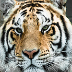 Profile Picture of kevin wood (@kevinwood4) on Flickr