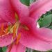 Profile Picture of Lily Fields (@glassy13) on Pinterest
